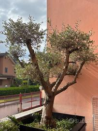 Ulivo in vaso ferro battuto