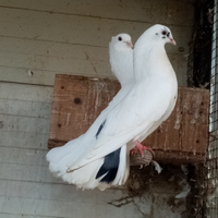 Galletti e gallinelle