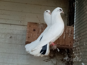 Galletti e gallinelle