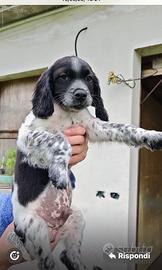 Cuccioli Breton