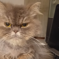 Gatto persiano con pedigree