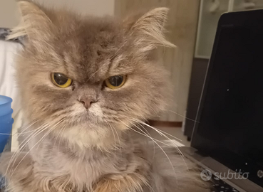 Gatto persiano con pedigree