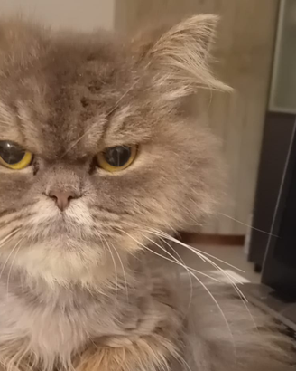 Gatto persiano con pedigree