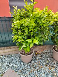 pianta arancio in vaso