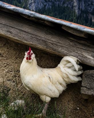 Gallo Olive Egger