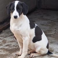 Cucciola istriano x maremmano