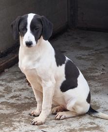 Cucciola istriano x maremmano