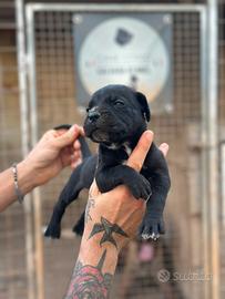 Cuccioli cane corso