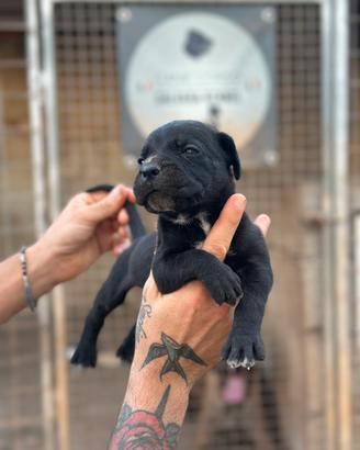 Cuccioli cane corso