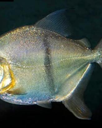 Myleus Schomburgki