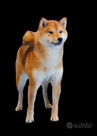 Shiba inu