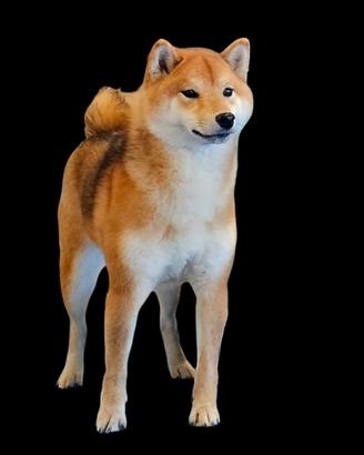 Shiba inu