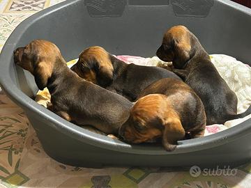 Cucciolo di bassotto maschio