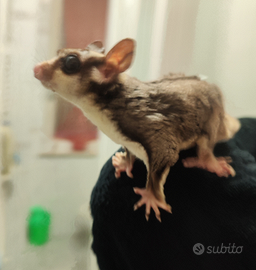 Petauro dello zucchero