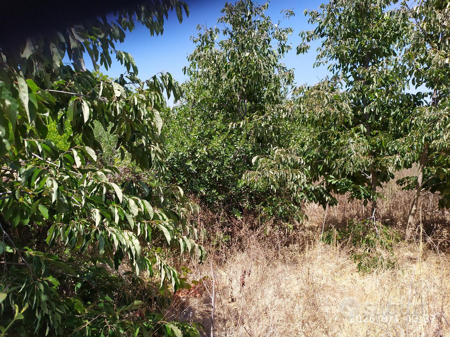 Terreno agricolo - Vista 2