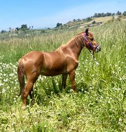 Puledra Haflinger da capriccio