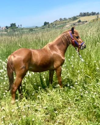 Puledra Haflinger da capriccio