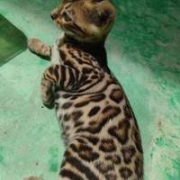 Cuccioli bengal