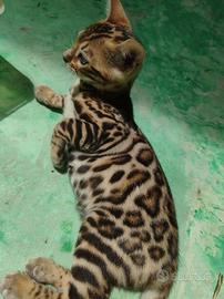 Cuccioli bengal