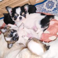 Cuccioli di chihuahua taglia Mini