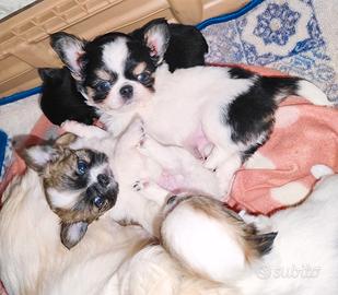 Cuccioli di chihuahua taglia Mini