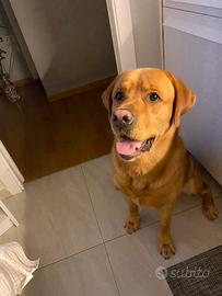 FEMMINA LABRADOR PER ACCOPPIAMENTO