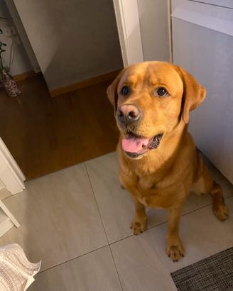FEMMINA LABRADOR PER ACCOPPIAMENTO