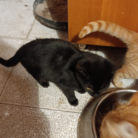 Gattini rossi e neri