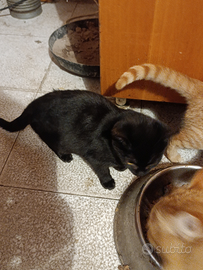 Gattini rossi e neri