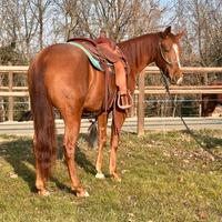 Castrone Quarter Horse