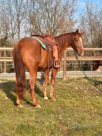 Castrone Quarter Horse