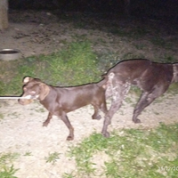 Cuccioli bracco tedesco