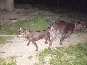 Cuccioli bracco tedesco