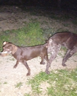 Cuccioli bracco tedesco