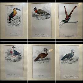 cromolitografie vecchie stampe d'arte