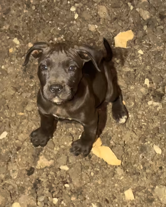 pitbull