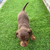 Cuccioli bassotti cioccolato e blu M e F