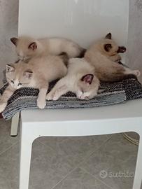 Cuccioli di gatto
