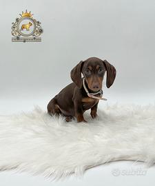 Strepitoso Bassottino Choco