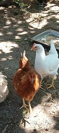 Gallina