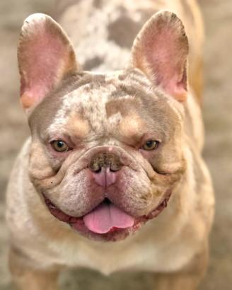 Bulldog
