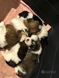 Cuccioli di Shih Tzu