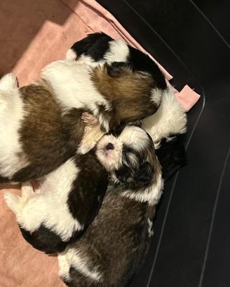 Cuccioli di Shih Tzu