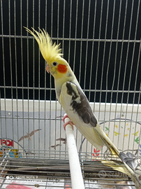 Pappagalli calopsite