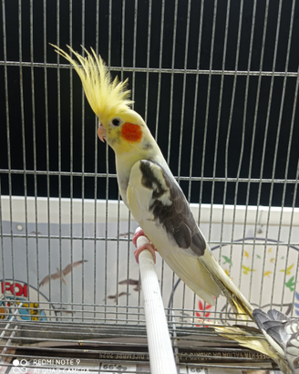 Pappagalli calopsite