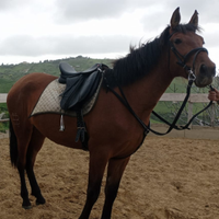 Cavalle sane per principianti