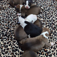 Amstaff con pedigree