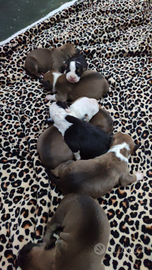 Amstaff con pedigree