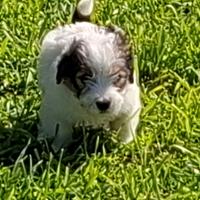 Cucciolo Jack Russell ruvido