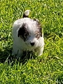 Cucciolo Jack Russell ruvido